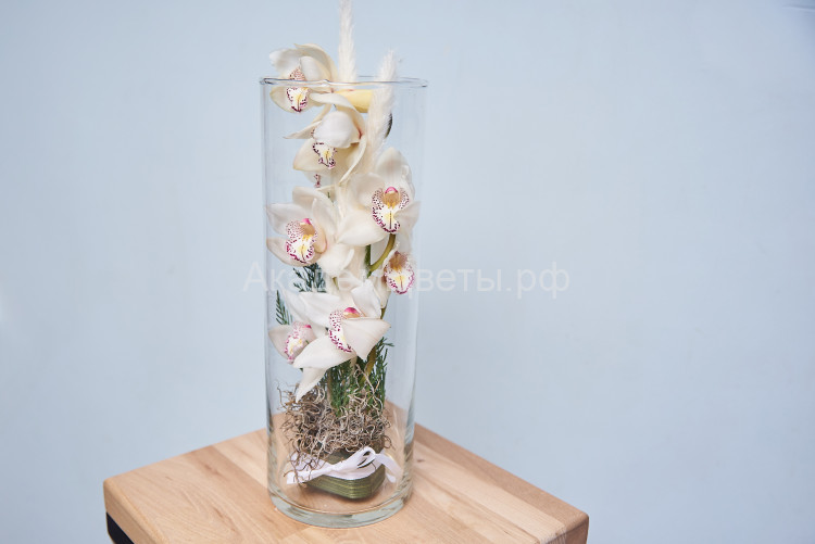 Орхидея белая (срезка) в стеклянной колбе 50 см