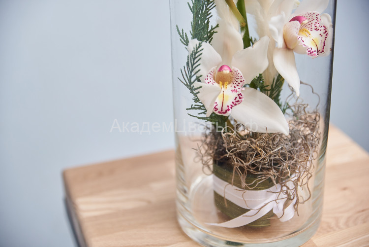 Орхидея белая (срезка) в стеклянной колбе 50 см